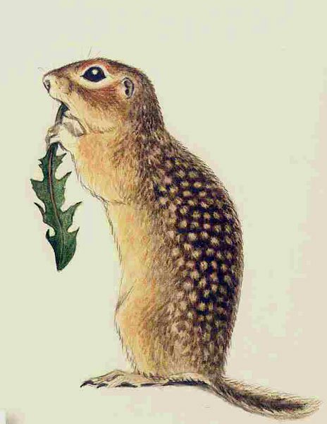 Крапчатый суслик