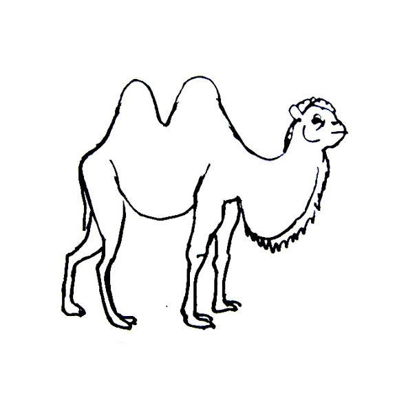 Верблюд раскраска