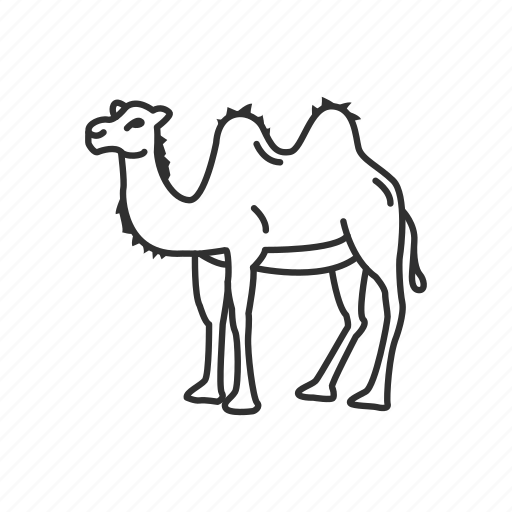 Верблюд раскраска для детей