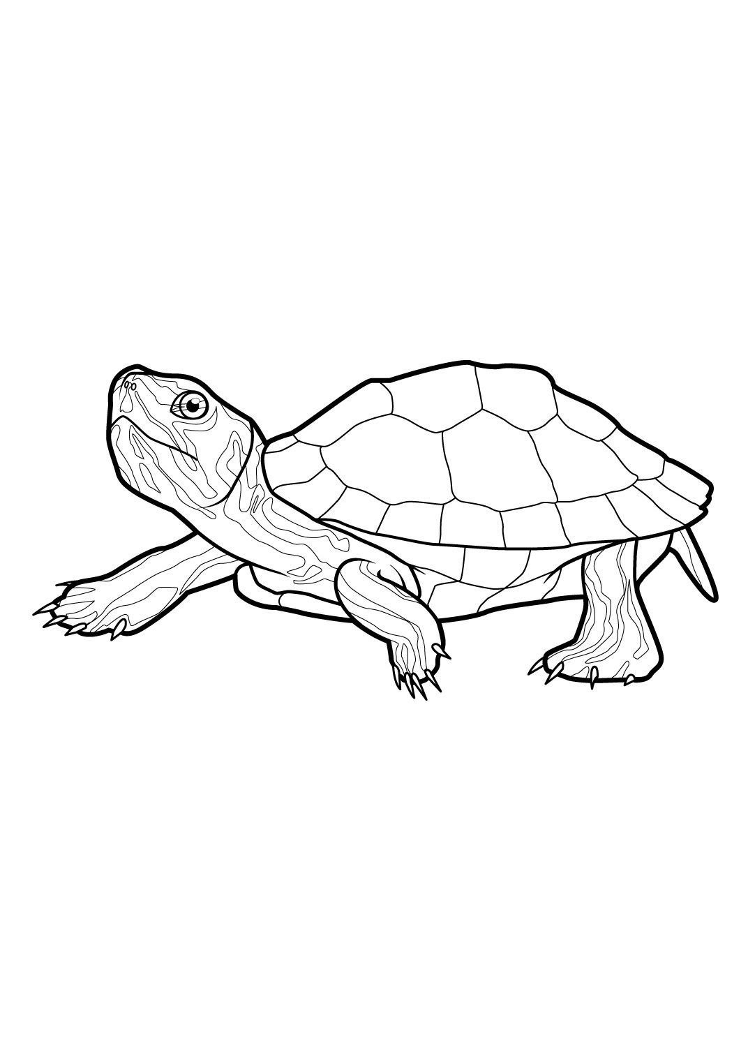 Красноухая черепаха раскраска