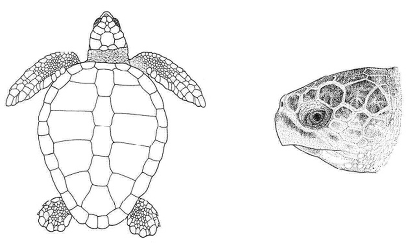 Симметрия черепахи. Морская черепаха сверху и снизу. Рисунок морская черепаха сверху снизу. Раскраска черепашка. Черепаха рисунок карандашом.