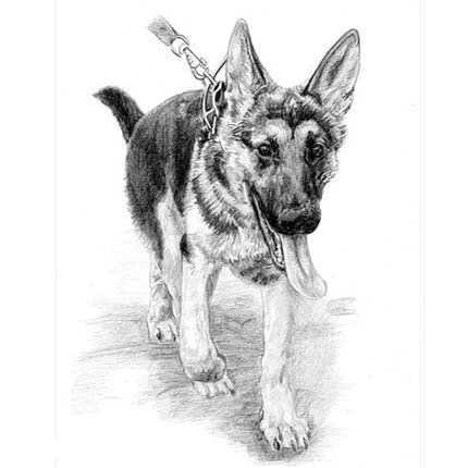 Немецкая овчарка рисунок