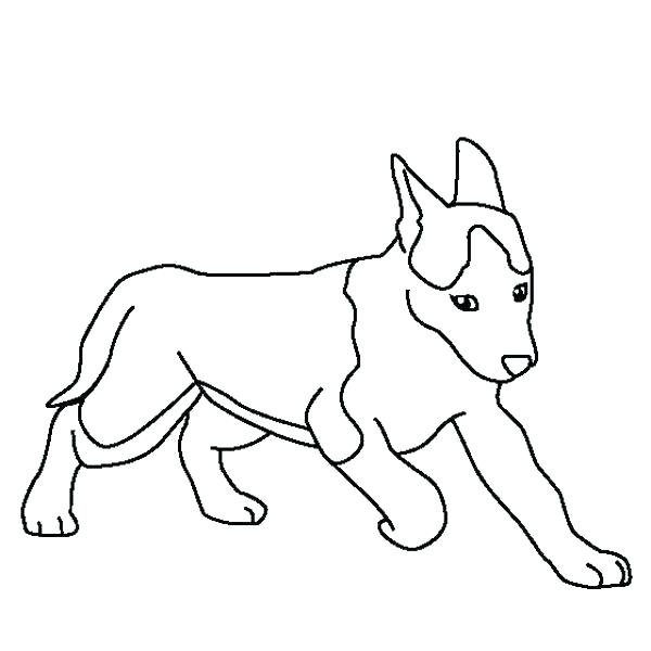 Раскраска собака хаски щенок