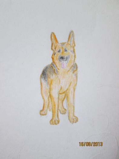 Немецкий овчарка маленький нарисовать