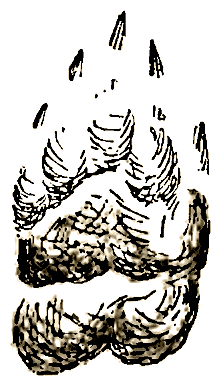 Маленькие дикари Эрнест Сетон-Томпсон