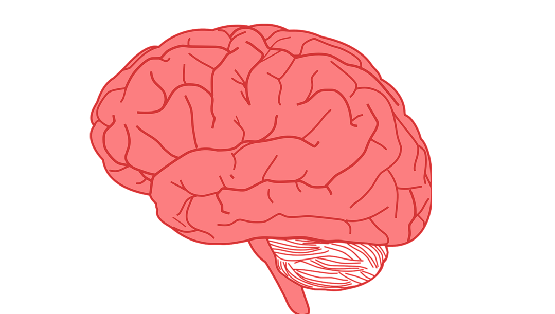 Мозги над головами. Мозг рисунок. Мозг розовый.