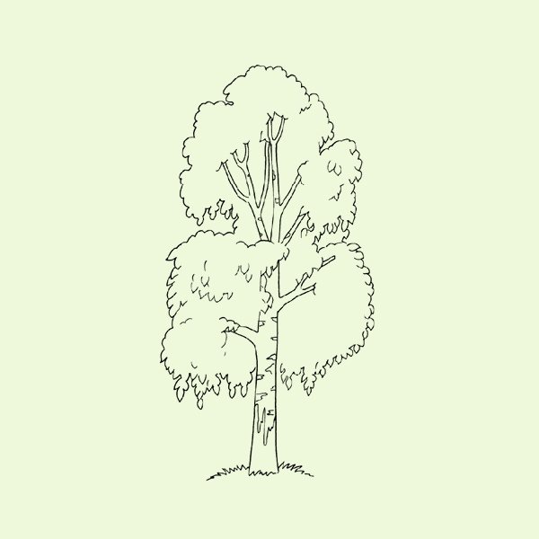 Берёза рисунок карандашом