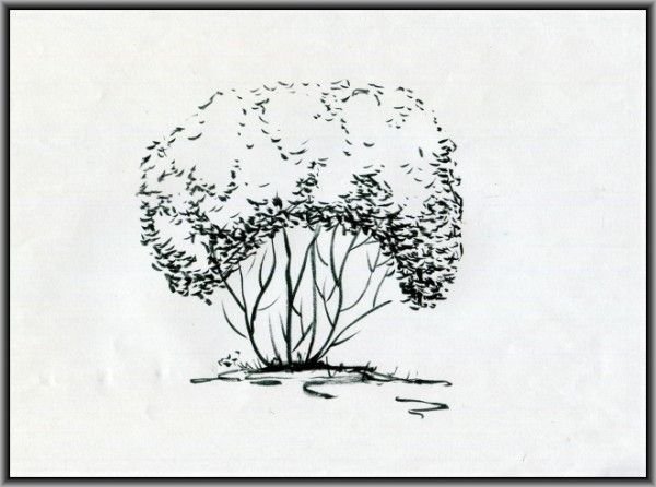 Кустарник карандашом