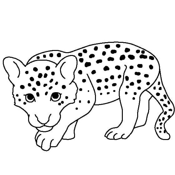 Раскраски леопард для детей 4-5 лет