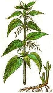 Крапива Ботаническая иллюстрация