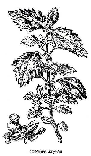 Крапива двудомная раскраска