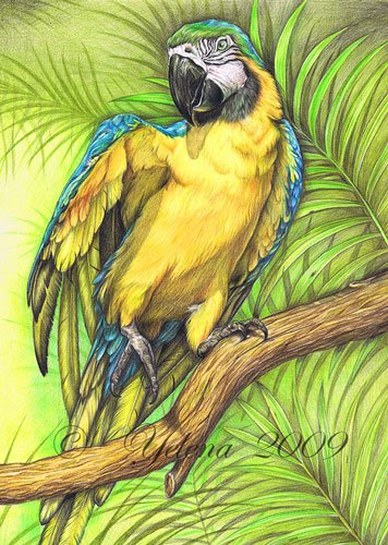 Волнистые попугайчики акварель