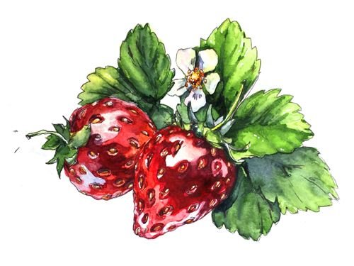 Клубника орнамент