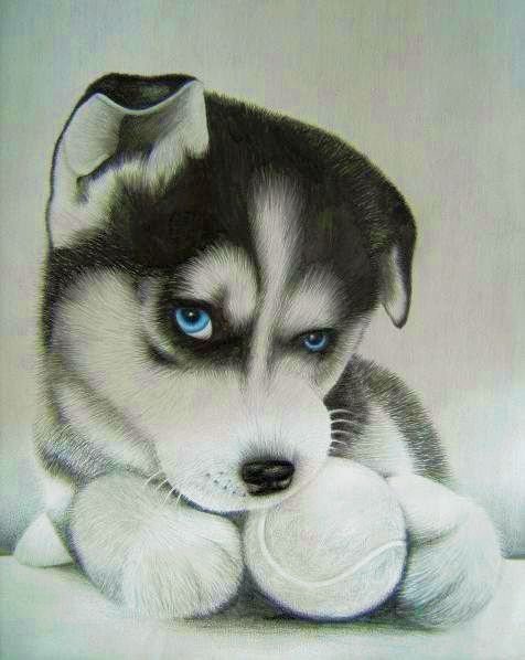 Нарисовать хаски