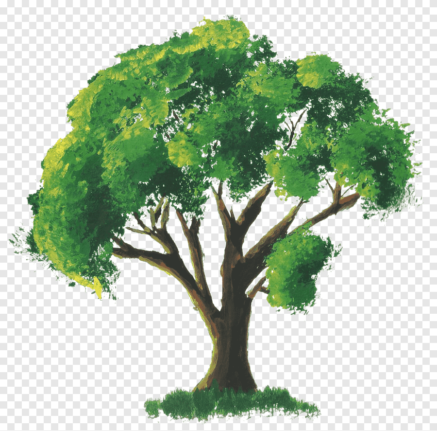 Дерево акварель на прозрачном фоне