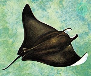 Акварель морской Скат