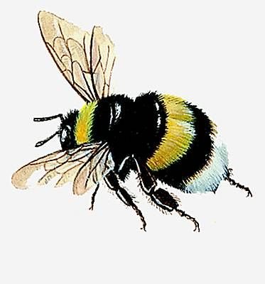 Рисуем шмеля