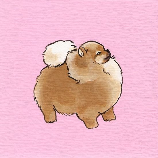 Милые Шпицы для срисовки