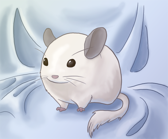 Чиби шиншилла