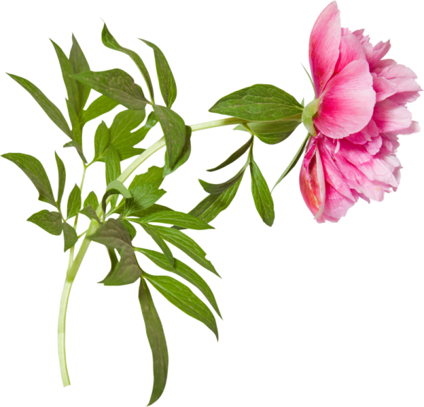 Листья пиона