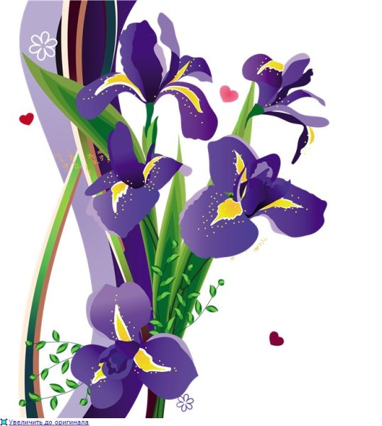 Цветы на белом фоне