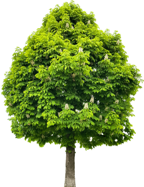 Дерево для детей