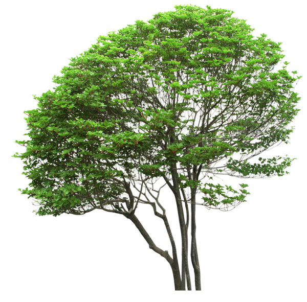 Дерево яблоня на прозрачном фоне