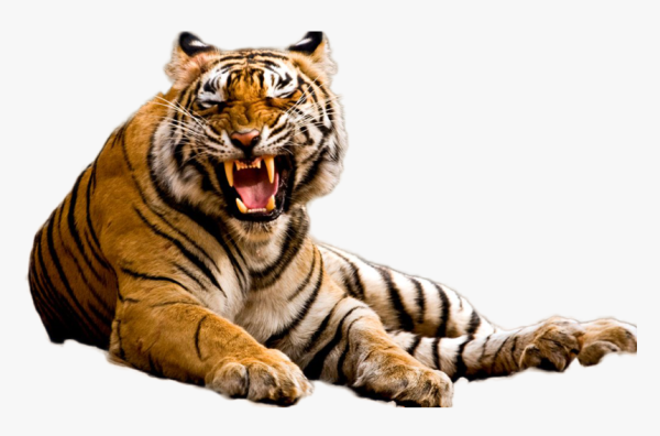 Тигр сидит на белом фоне