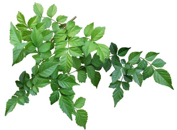 Ветка дерева