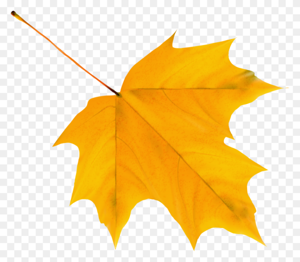 Осенний Калиновый лист