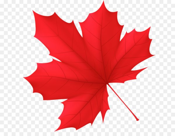 Осенний кленовый лист