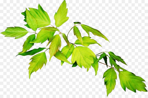 Ветка с листьями