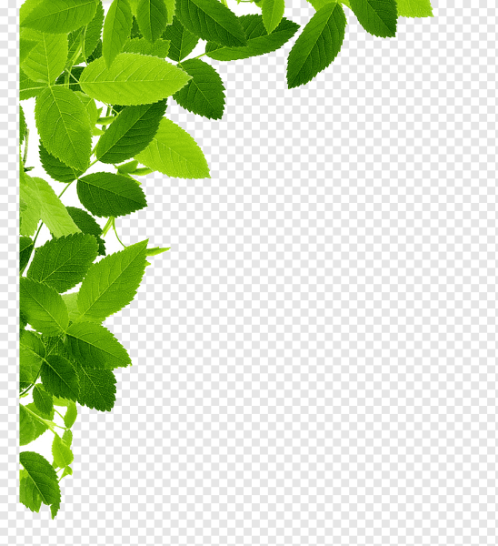 Зеленая листва на прозрачном фоне