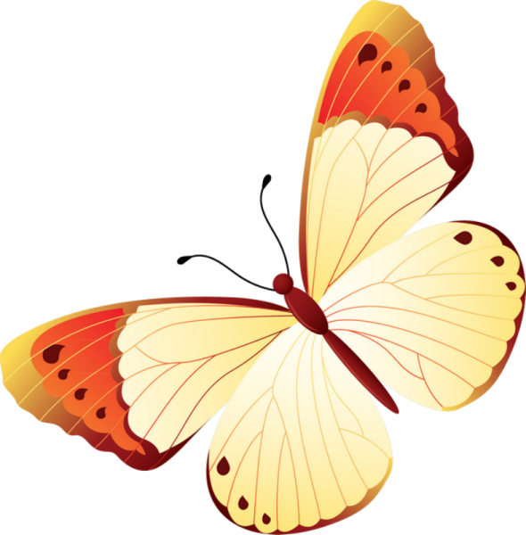 Изображение бабочки