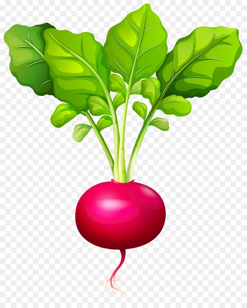 Овощи редиска