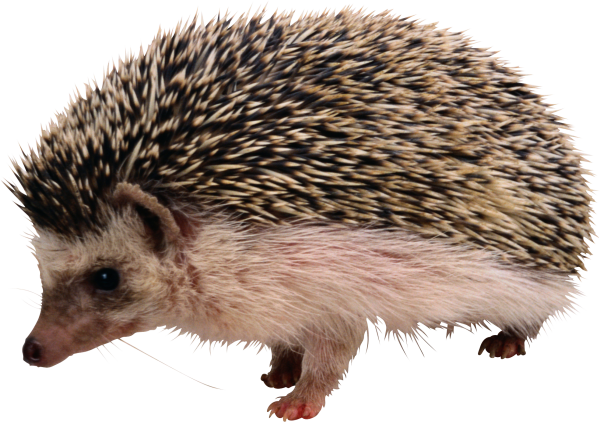 Обыкновенный ёж