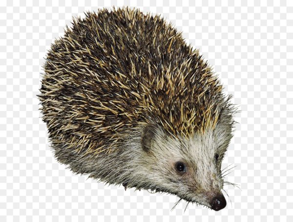 Обыкновенный ёж на прозрачном фоне