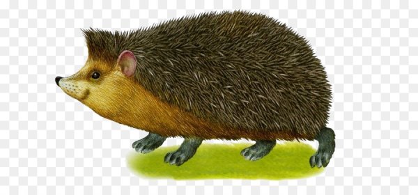 Дикие животные для детей еж