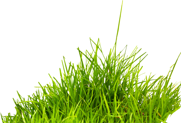 Трава на белом фоне