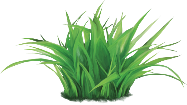 Растения на белом фоне