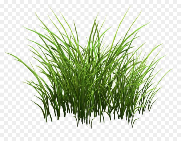 Пучок травы