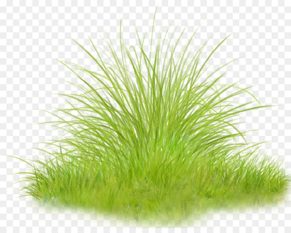 Кустики травки