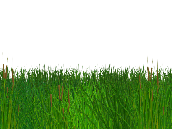 Трава на прозрачном фоне