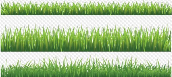 Трава на прозрачном фоне