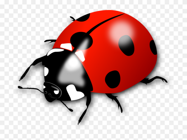 Божья коровка для детей