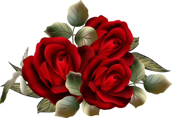 Розы на прозрачном фоне