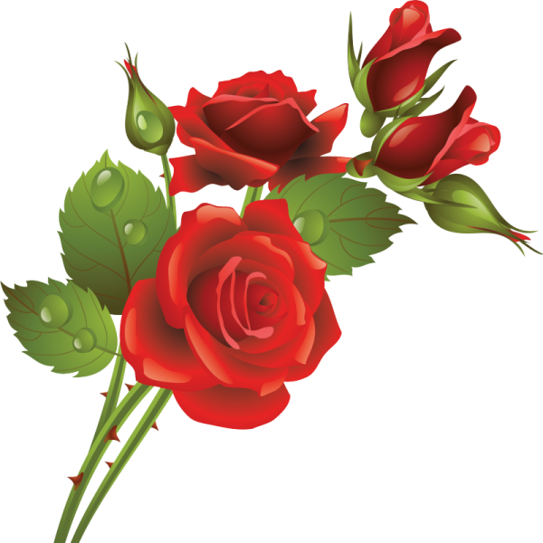 Айрозу на прозрачном фоне