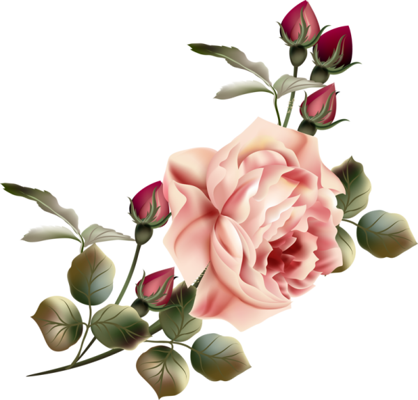 Винтажные розы на прозрачном фоне