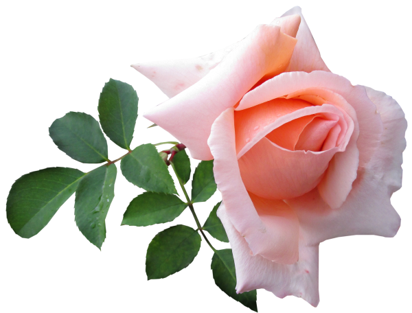 Розовые розы