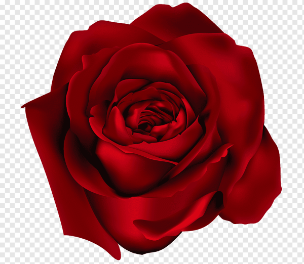 Красные розы